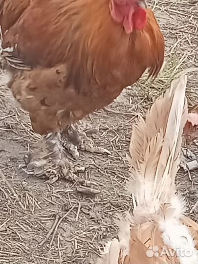Продам молодого петуха