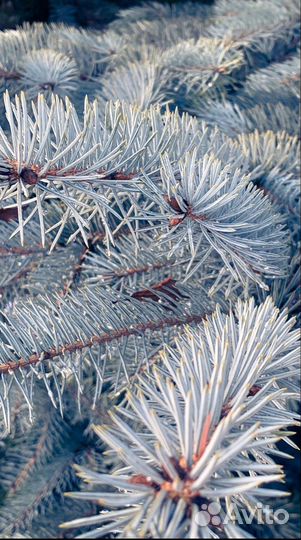 Ель голубая