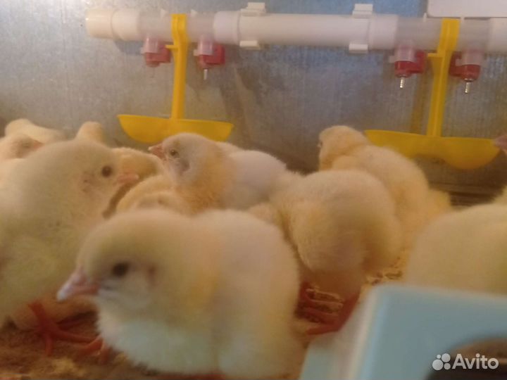 Цыплята бройлер Кобб 500