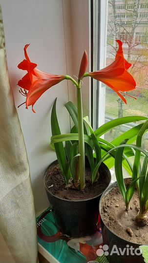 Комнатные растения цветы