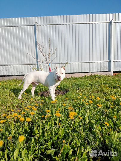 Стаффордширский терьер вязка