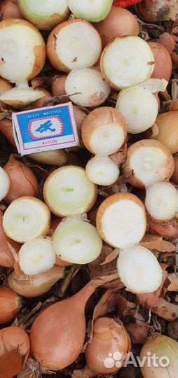 Лук на зелень(на перо)