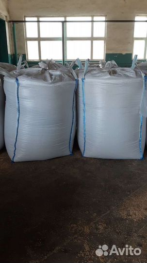 Семена озимой тритикале