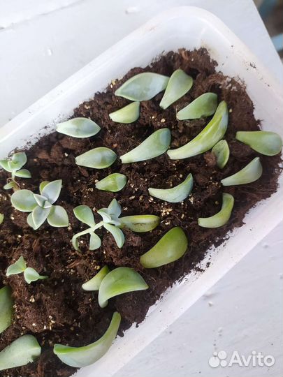 Суккулент граптопиталум детки