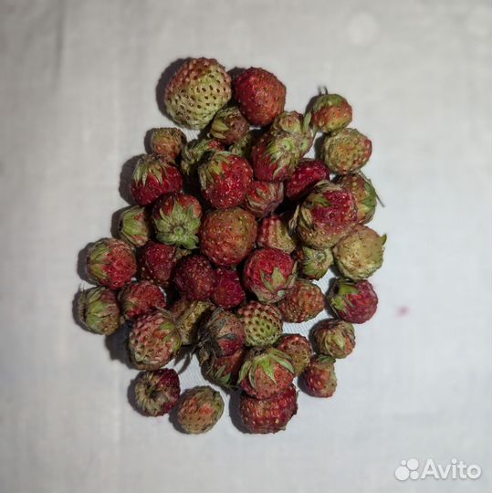 Земляника, лесная ягода