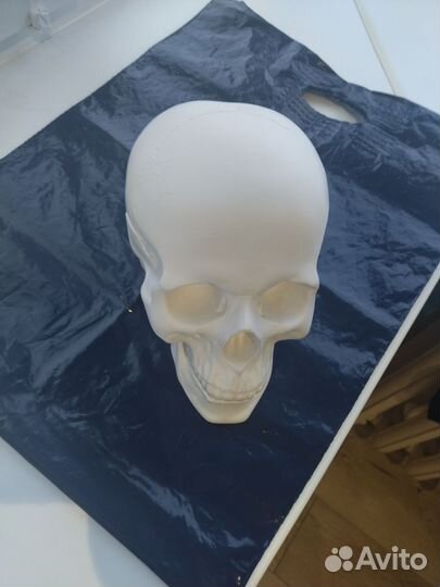 Череп гипсовый