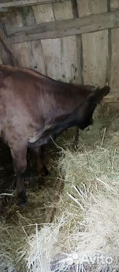 Телята бычки