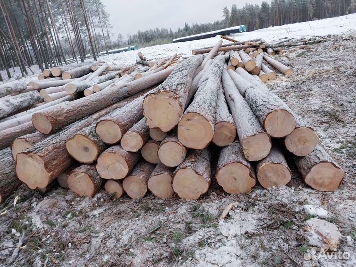 Лес на корню