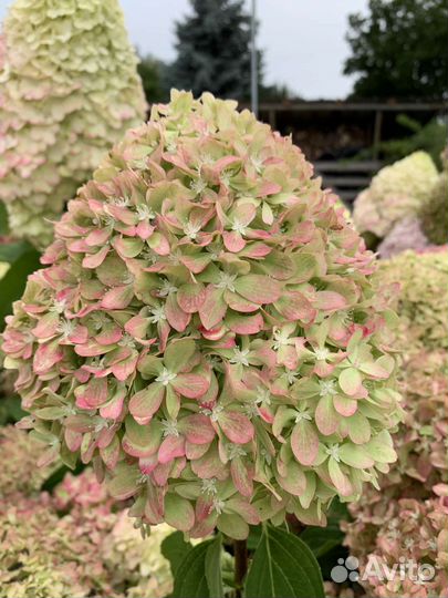 Пиксио Pixio Гортензия метельчатая