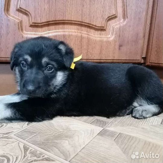 Восточноевропейская овчарка