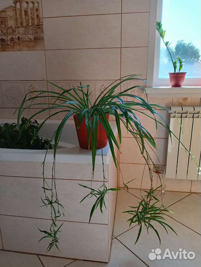 Хлорофитум