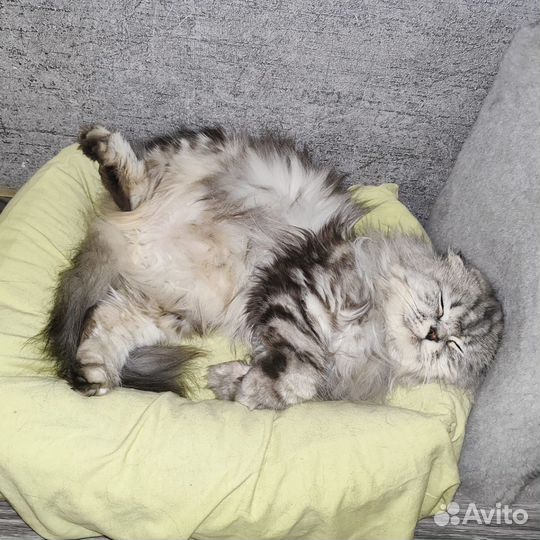 Шотландская вислоухая кошка с документами