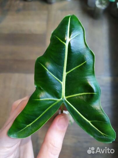 Алоказия Сариан (Sarian)