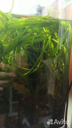 Набор растений для аквариума