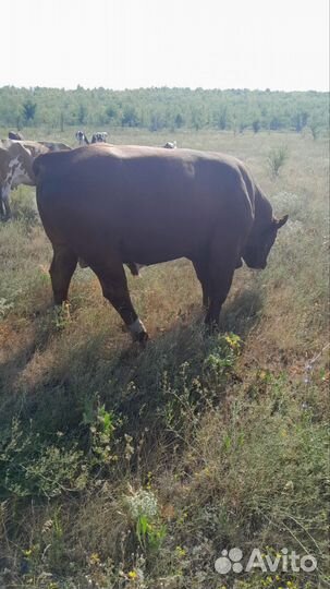 Бык на племя лимузин