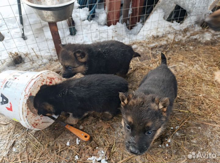 Щенки немецкой овчарки