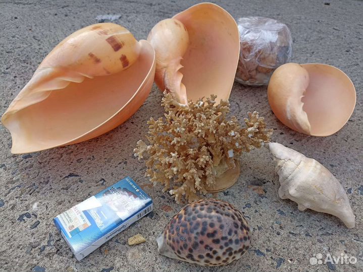 Морские ракушки раковины