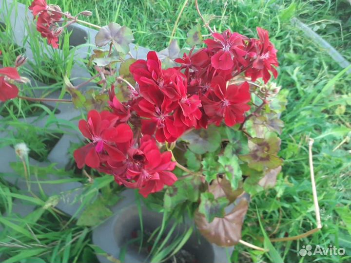 Плющелистная пеларгония