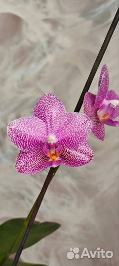 Орхидея mituo eddy