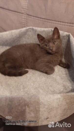 Котёнок Мишель в добрые руки