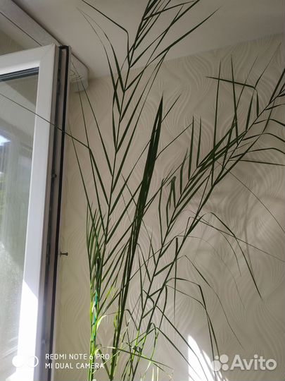 Драцена пальма