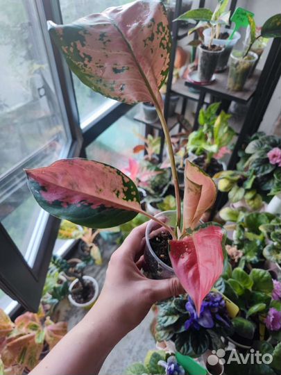 Аглаонема бонсетти