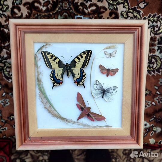 Бабочки в рамках