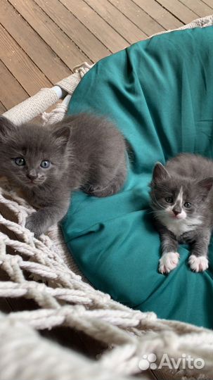 Котики маленькие