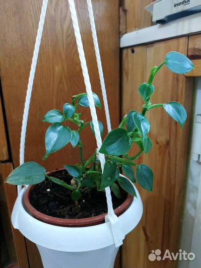 Каланхоэ Федченко вариегатное и др