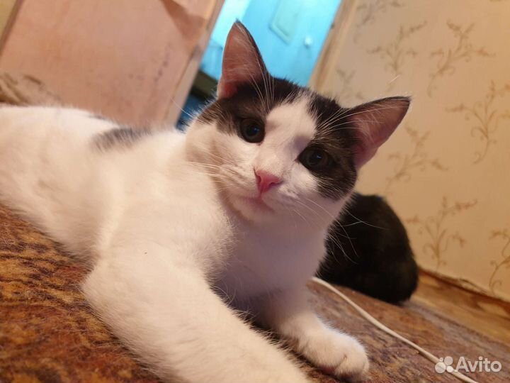 Отдам котят в добрые руки