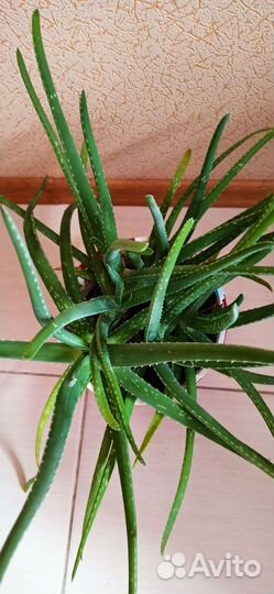 Комнатные цветы алоэ вера в горшке