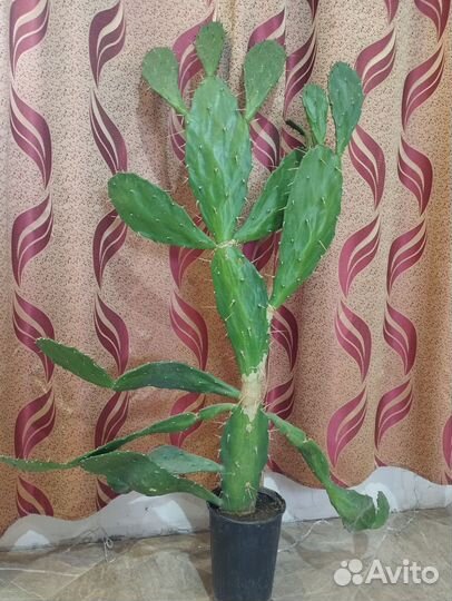 Взрослый Кактус Опунция Бергера, 105см, 3 года