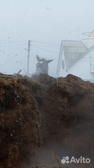 Конский и крс(перегной) чернозем в мешках и валом