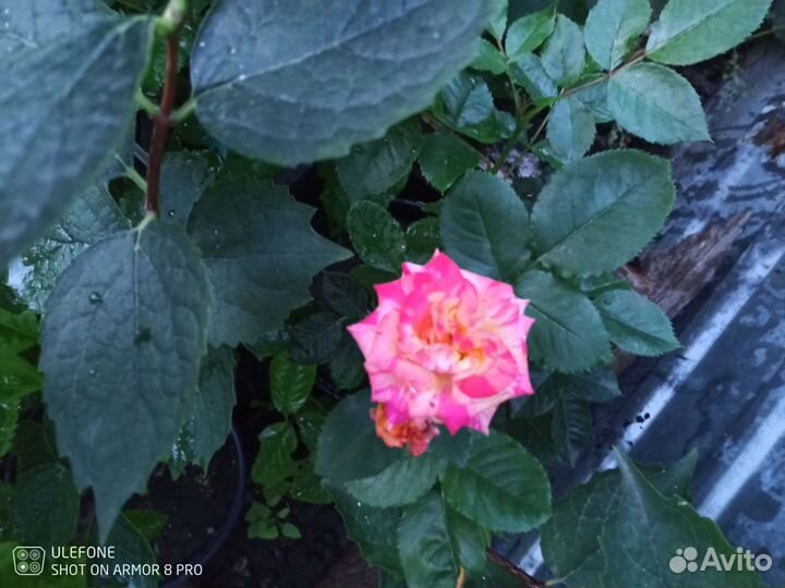 Роза бордовая зкс