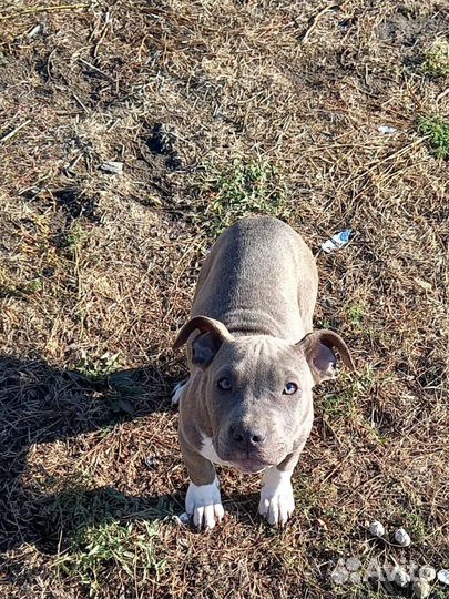 Девочка стаффа