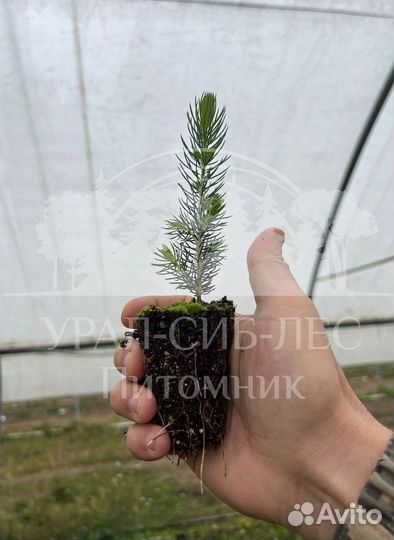 Сеянцы на лесовосстановление Ель Голубая зкс