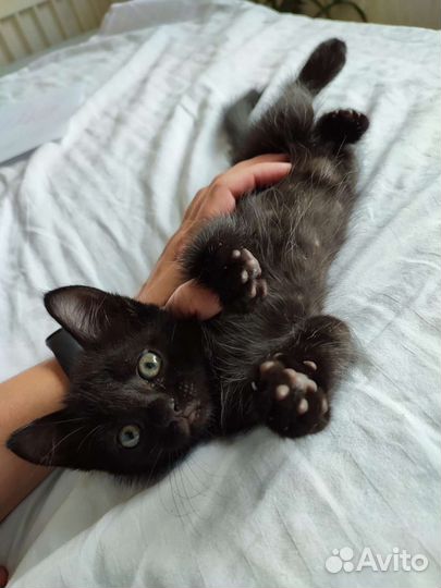 Кот в дар