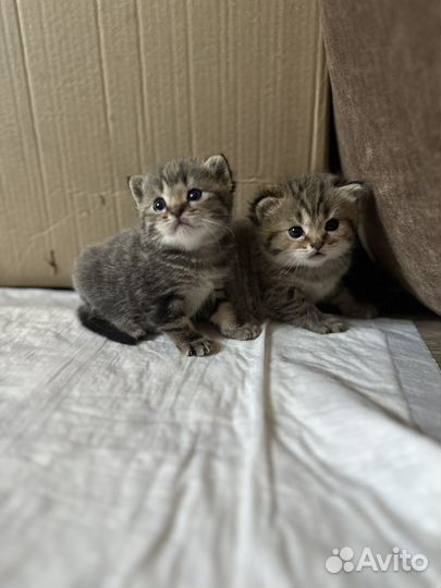 Британские котята