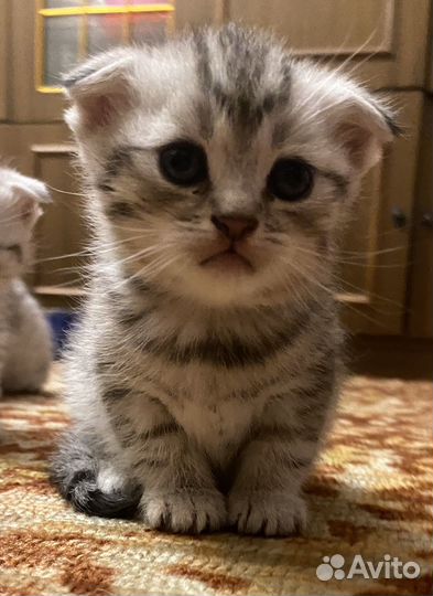 Шотландские котята