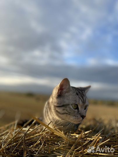 Британский кот на вязку