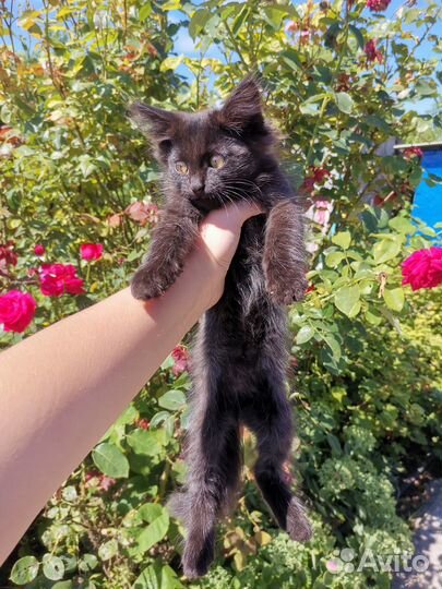 Отдам в добрые руки