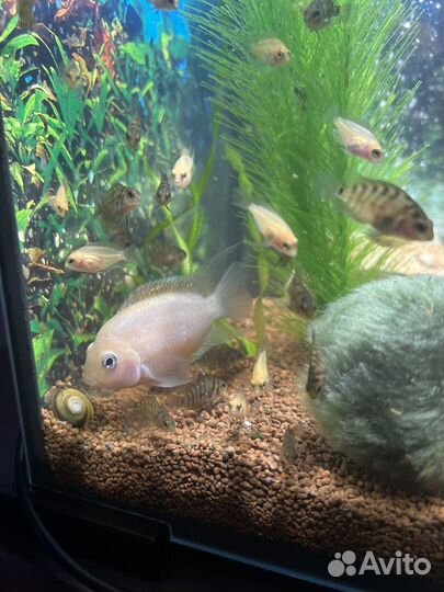 Рыба - цихлиды