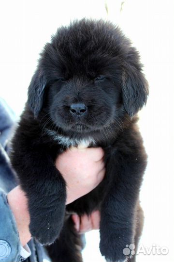 Тибетский мастиф щенки