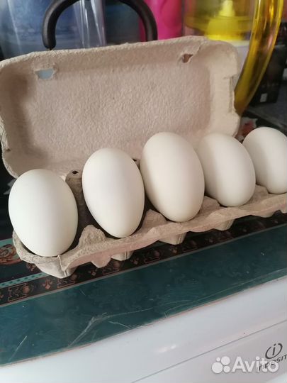 Инкубационное яйцо утки