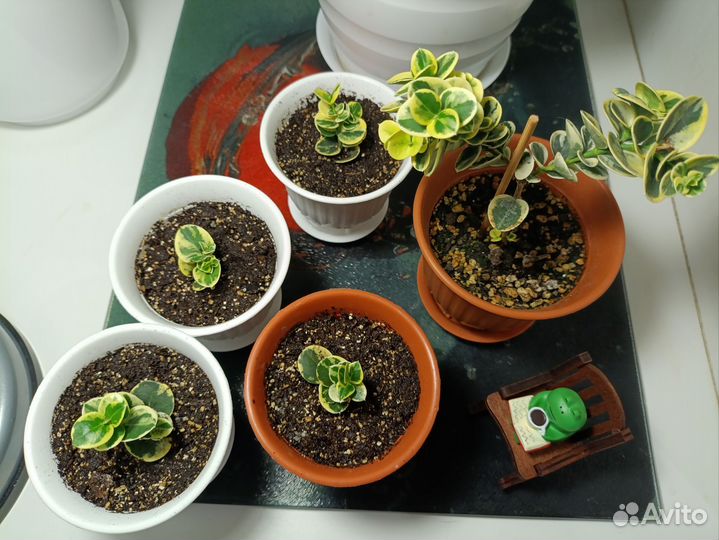 Карисса вариегатная