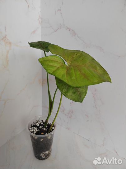 Сингониумы