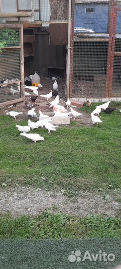 Голуби молодеж бойные