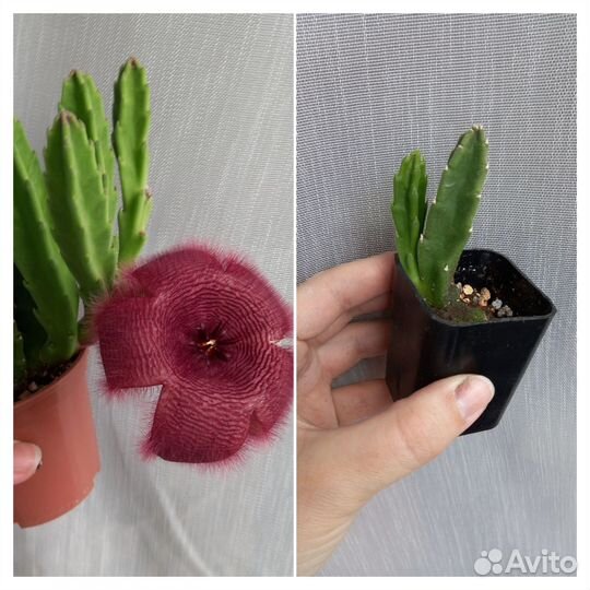 Разные суккуленты 2