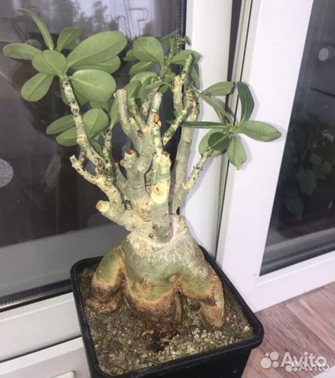 Цветущие адениумы