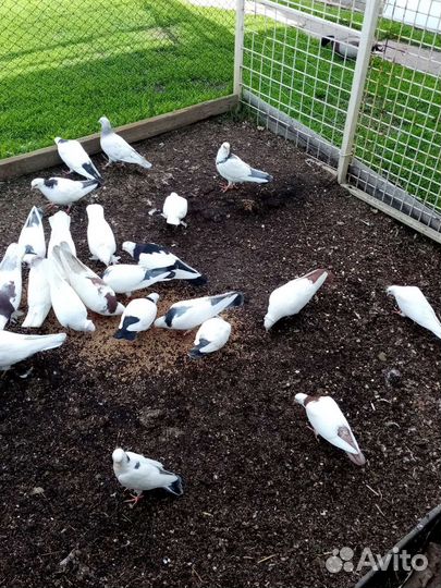 Бакинские голуби